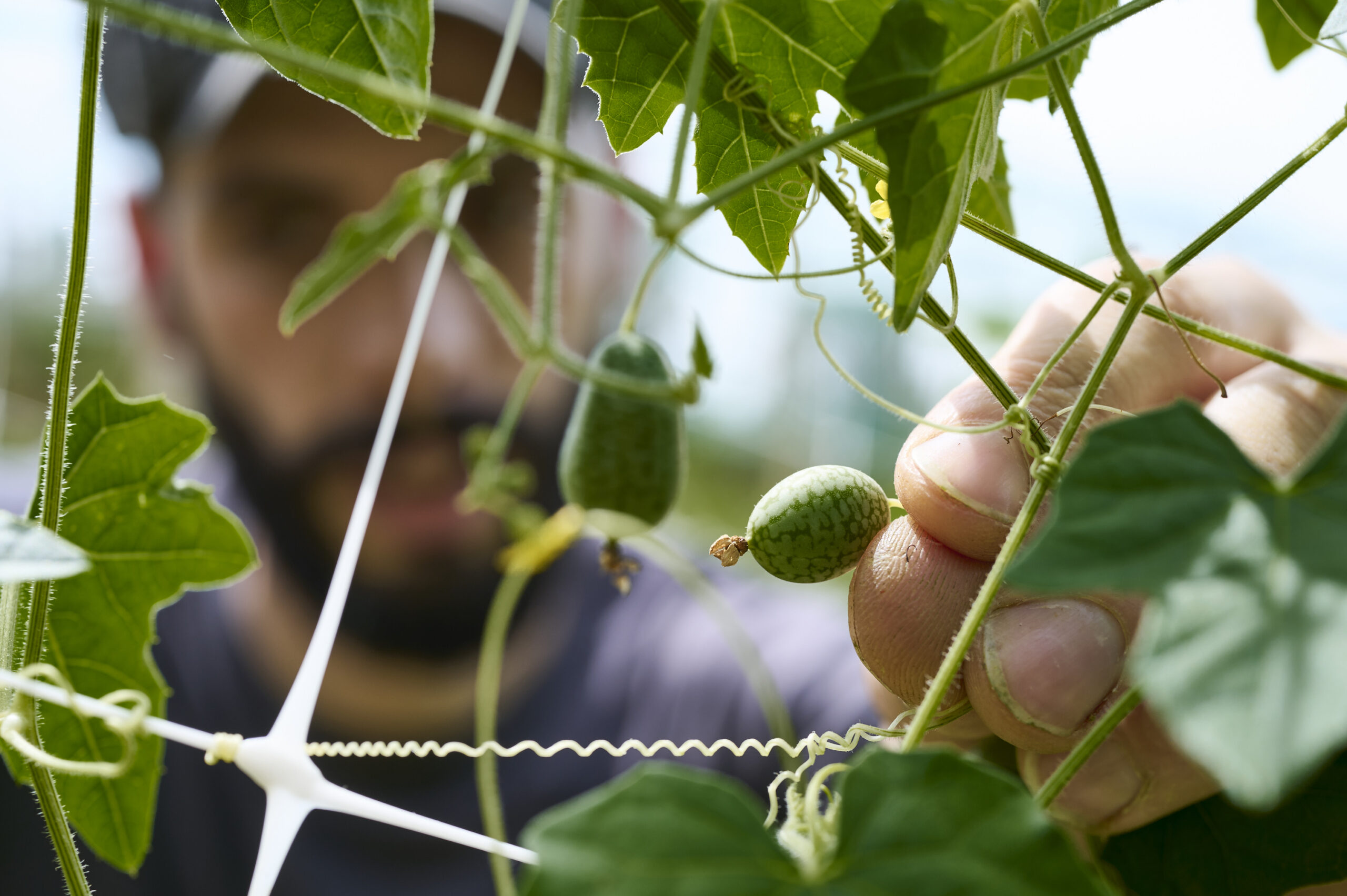 Consulenze F&B di Tommaso Tonioni